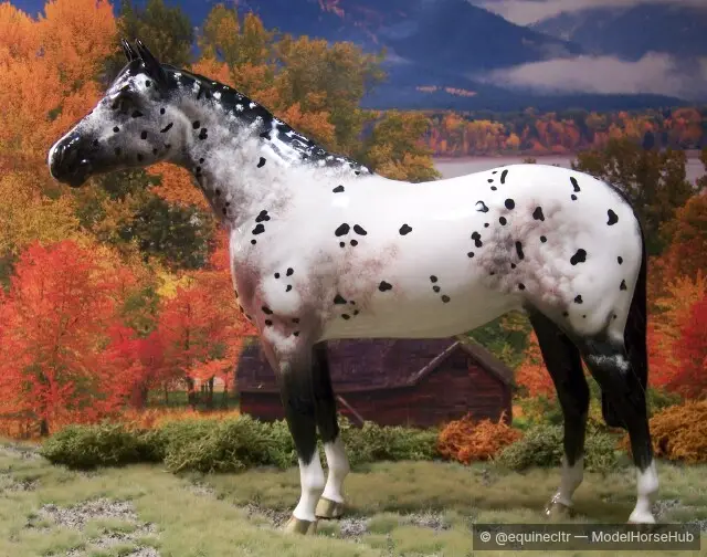 Westminster Appy — entry in Appaloosa