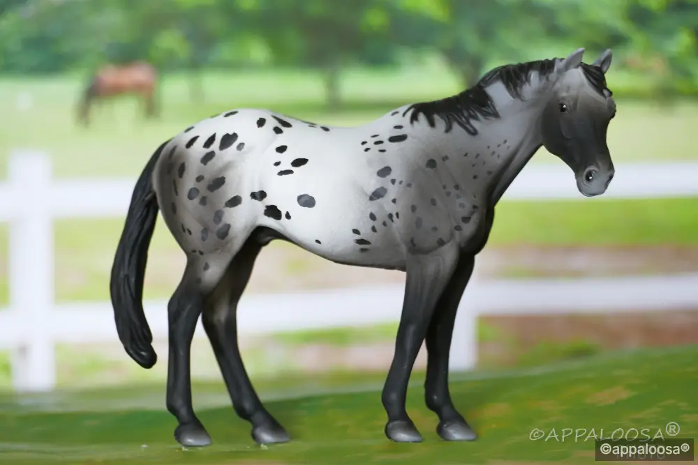 Blue Casanova — entry in Appaloosa