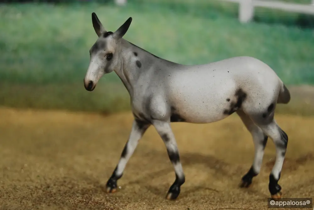 Gypsy — entry in Longears/Exotics