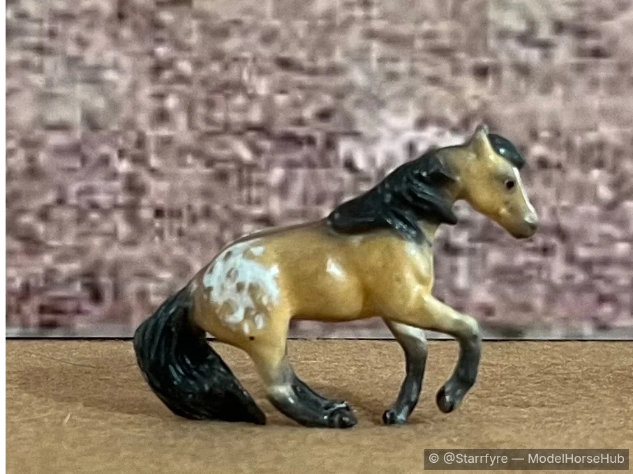 Coyote Dream — entry in CM/AR Appaloosa