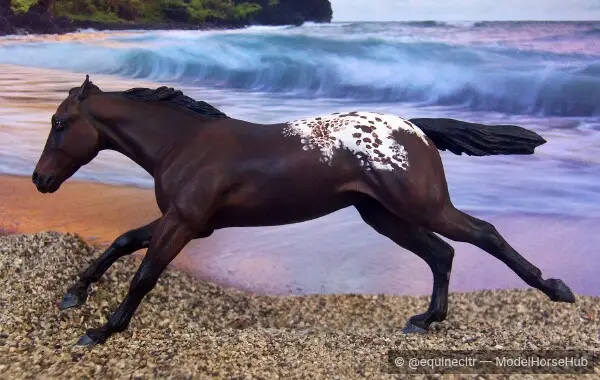 Zooom — entry in CM/AR Appaloosa