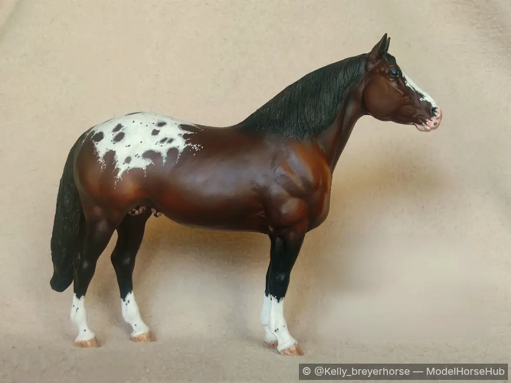 Carnaval MS — entry in CM/AR Appaloosa