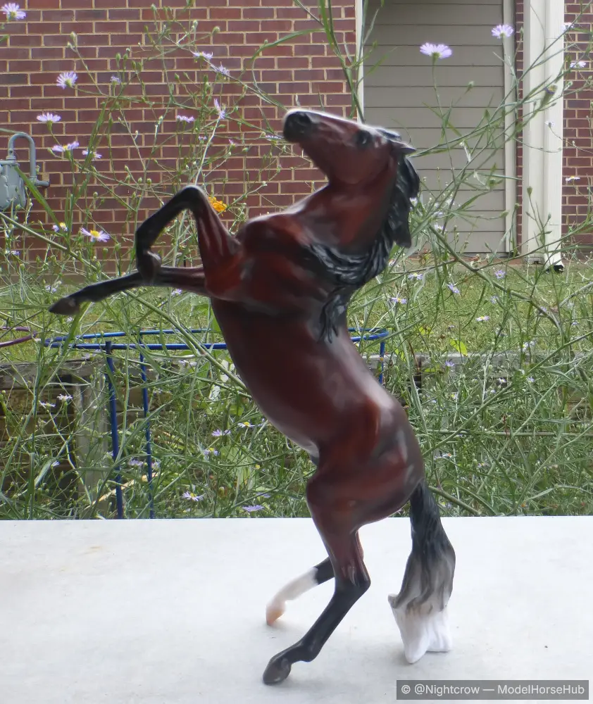 Wild and Free Mustang Stallion