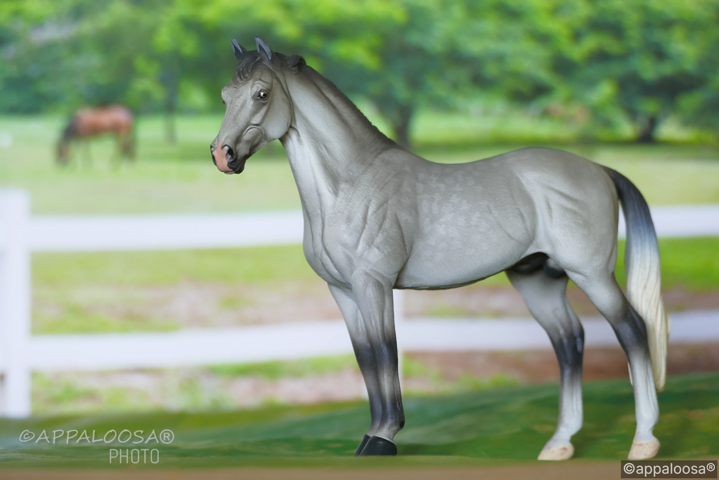 Argento — entry in Warmblood