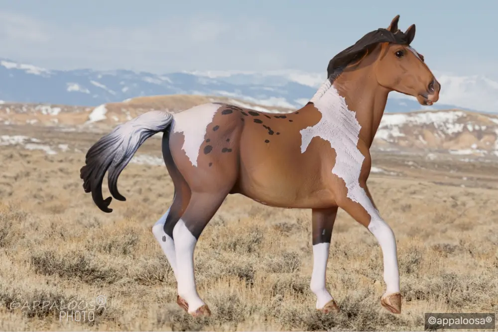 Hermano — entry in Mustang