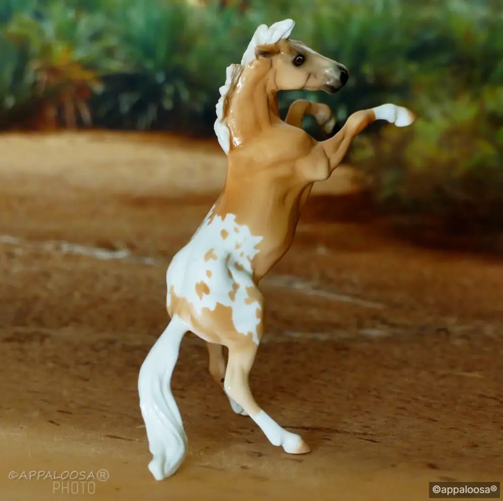 Gold TNT — entry in Appaloosa
