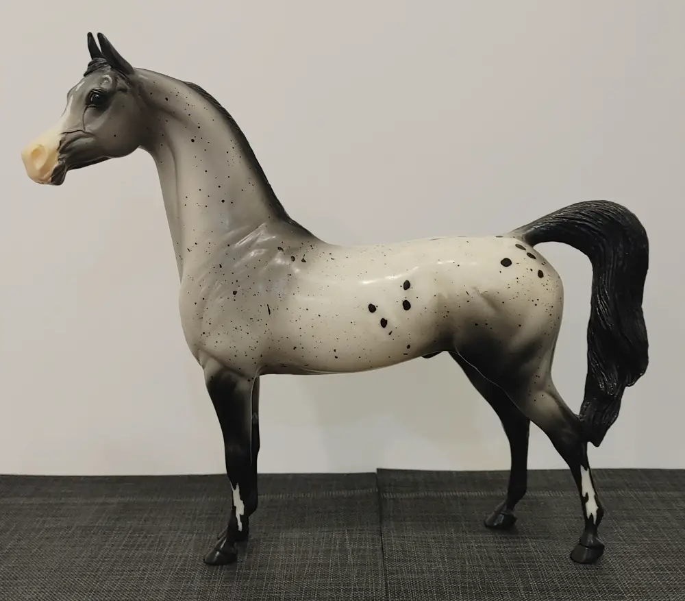 DBS Silver Shadow — entry in Arabian, Part-Arabian & Gaited