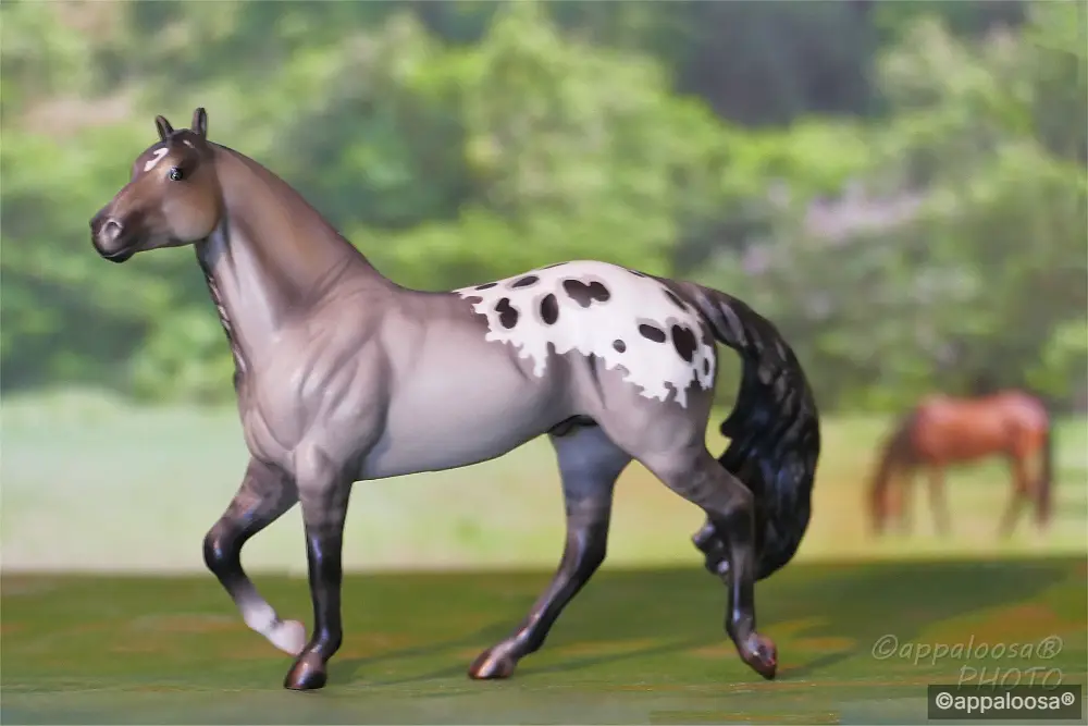 Chics Casanova — entry in Appaloosa
