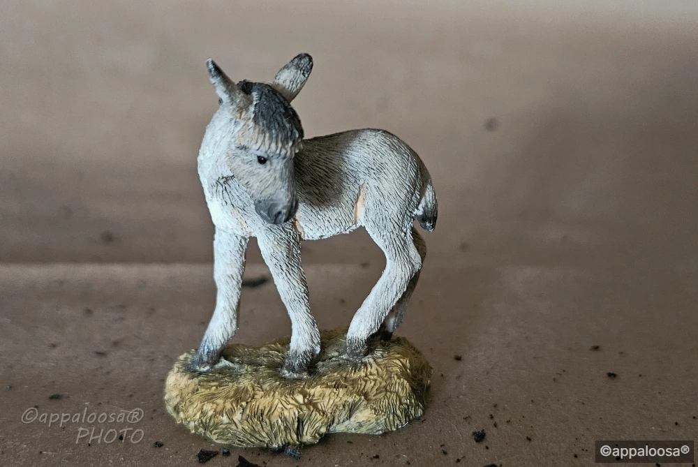 unnamed baby Donk — entry in Longears/Exotics