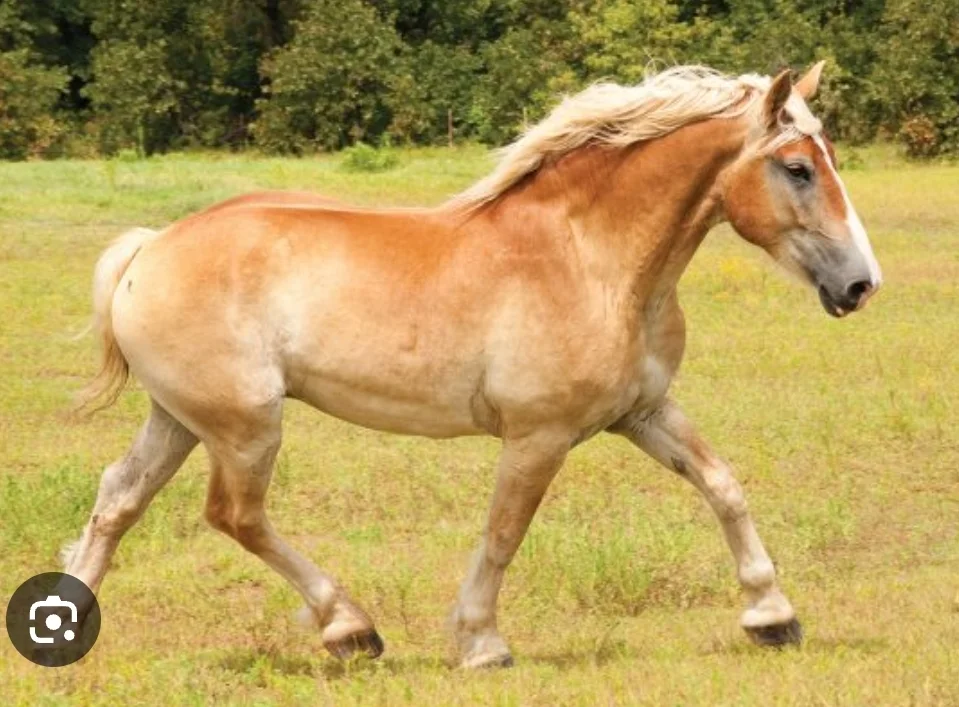 Belgian Gelding